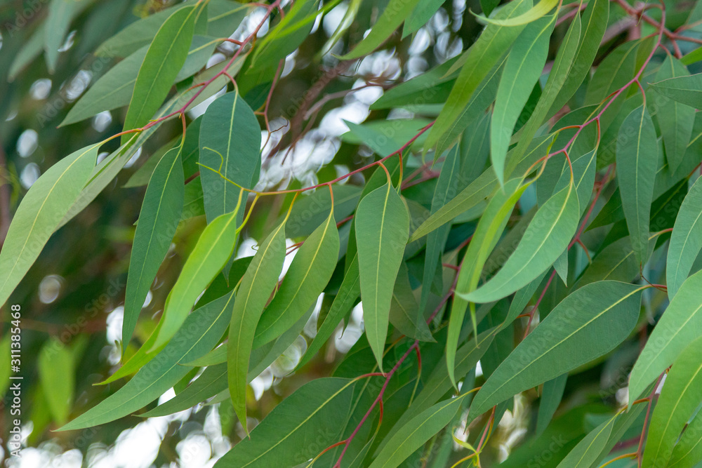 Eucalyptus Tree Leafs Closeup On Lush Foliage Of The Tree Branches Eucalyptus Tree Leafs Closeup On Lush Foliage Of The Tree Branches