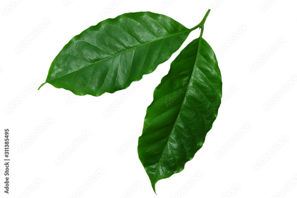 Obraz premium green​, Coffee leaves ​isolated on white​ background.​ 