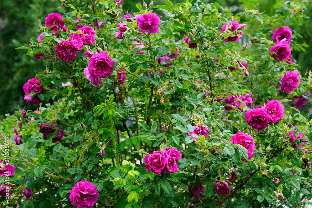 flowers in the garden flowers in the garden