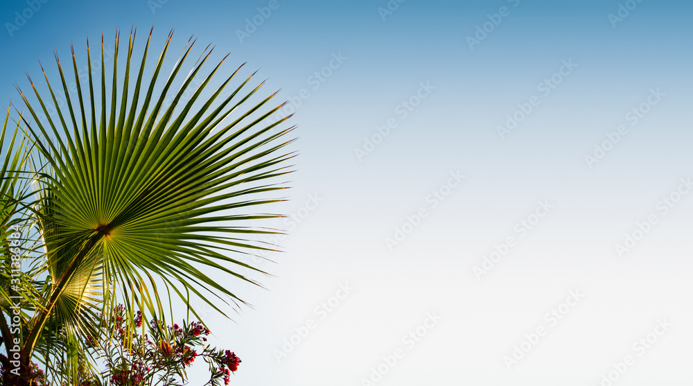 large leaf palm tree on blue sky