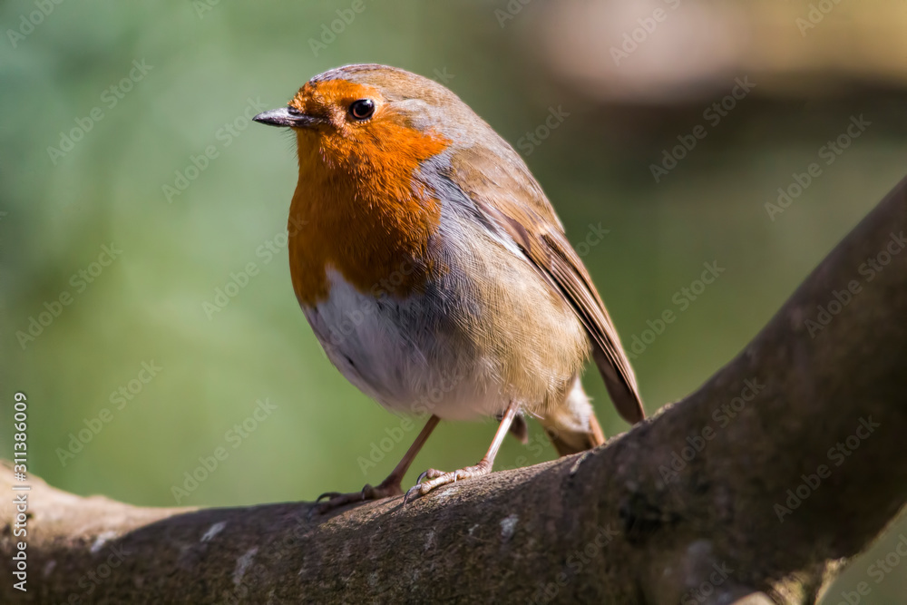robin on a branch robin on a branch