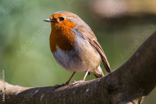 robin on a branch © Joe