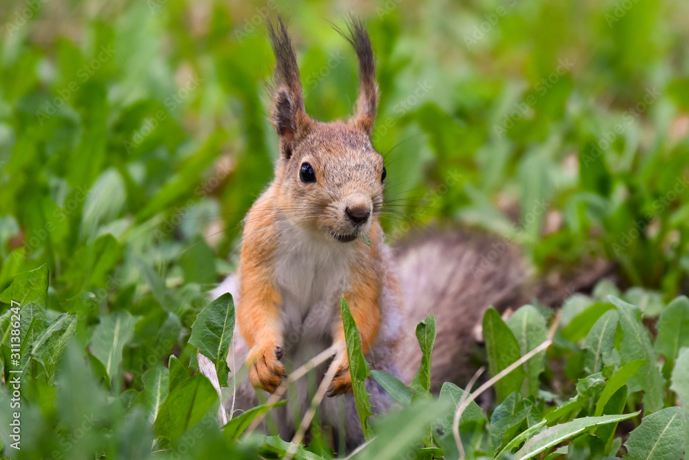 Naklejka premium squirrel in park