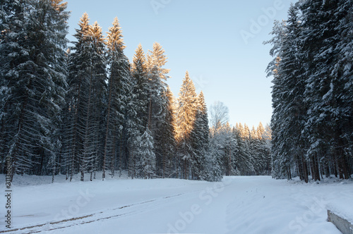 Snowy road in the winter forest among snowy tall fir trees. The sun illuminates the treetops