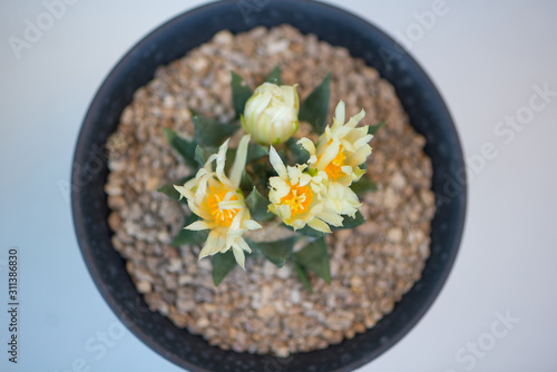 Ariocarpus trigonus cactus and flower in  pot photo