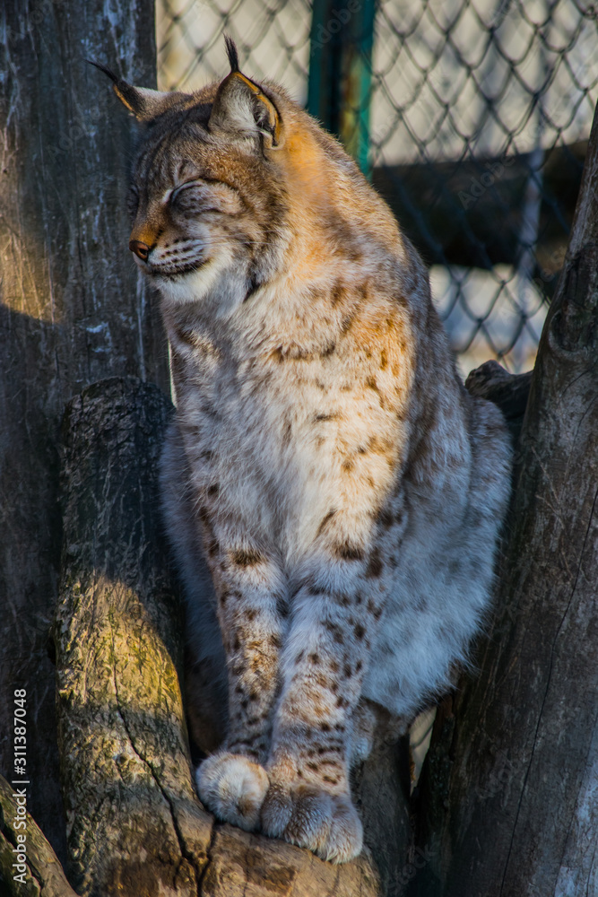 Fototapeta premium Lynx with closed eyes in the sun at the park.