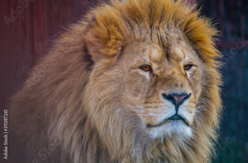 Adult lion with long mane close-up.