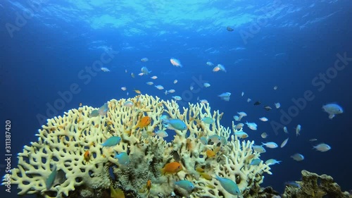 Underwater Fish Tropical Reef Marine. Underwater fish reef blue-green chromis (Chromis viridis) and fire corals. Tropical colourful underwater seascape. Underwater reef. Reef coral scene. Coral garden photo