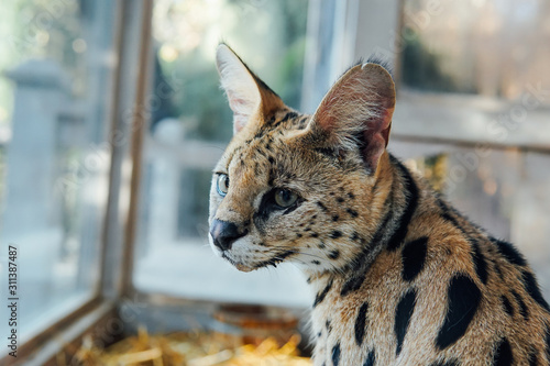 Canvas Print Portrait of a wild cat serval nature animal