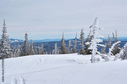 beautiful winter landscape. snow-covered fir forest. winter wonderland © Marina Shvetsova