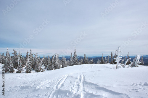 winter landscape. ski tracks in the snow. beautiful snow covered fir trees on a sunny day