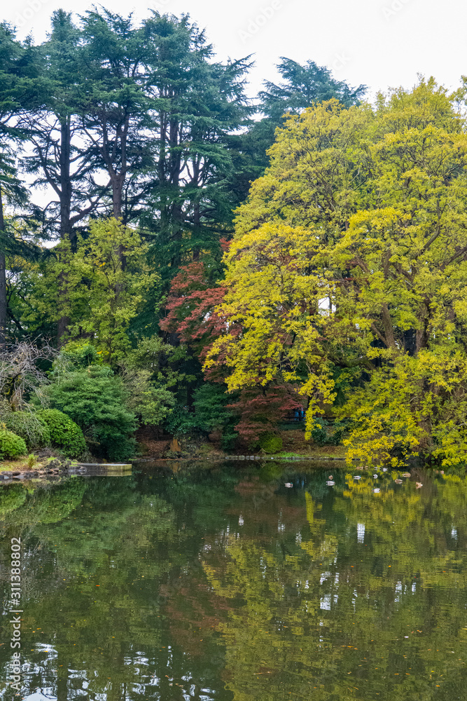 Fototapeta premium The Japanese garden.