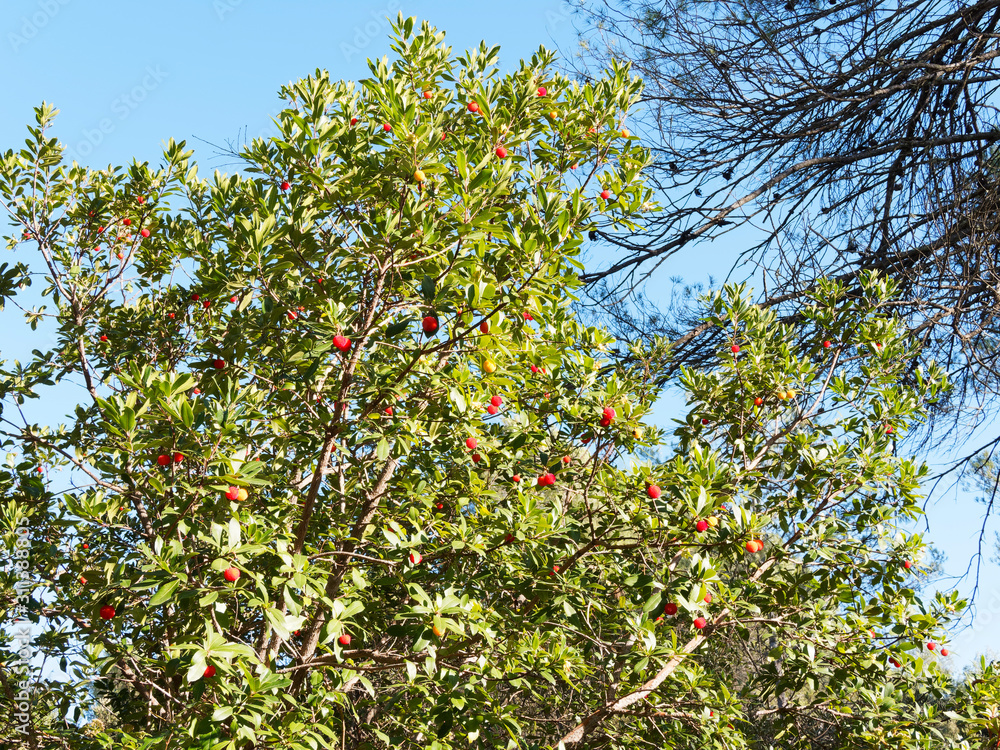 Westliche Erdbeerbaum in Provence (Arbutus unedo) mit großen Früchte, grün, reife orange bis rot genießbar wie Erdbeer-Frucht mit süßes Aroma Westliche Erdbeerbaum in Provence (Arbutus unedo) mit großen Früchte, grün, reife orange bis rot genießbar wie Erdbeer-Frucht mit süßes Aroma