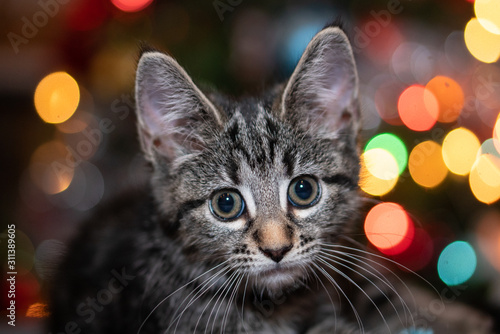 Holiday Kitten © RobertAlbionZeigler