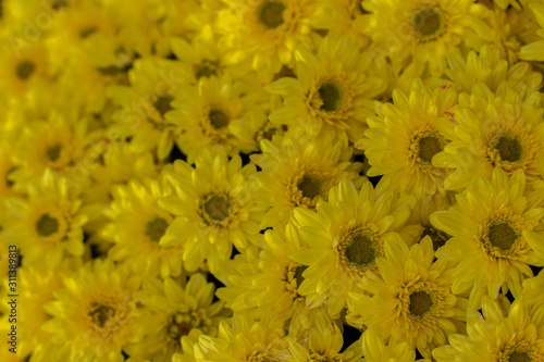 Floral background, blossom yellow chrysanthemums close-up selective focus. Beautiful autumn flower daisy chrysanthemum