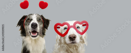 pbanner two dogs in red heart shaped glasses celebrating valentine's day. Isolated on gray background.