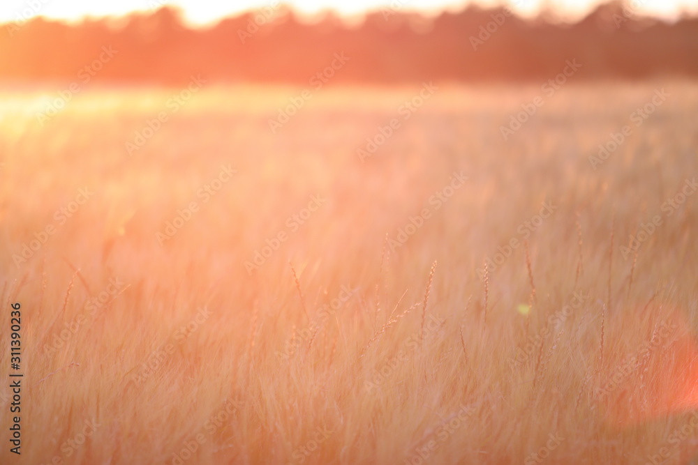 Fototapeta premium Sunset over Field 3
