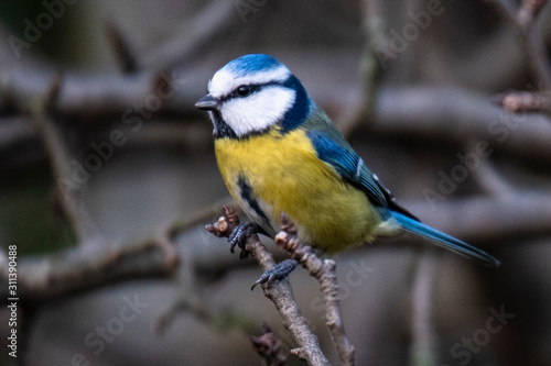 Great tit in the woods