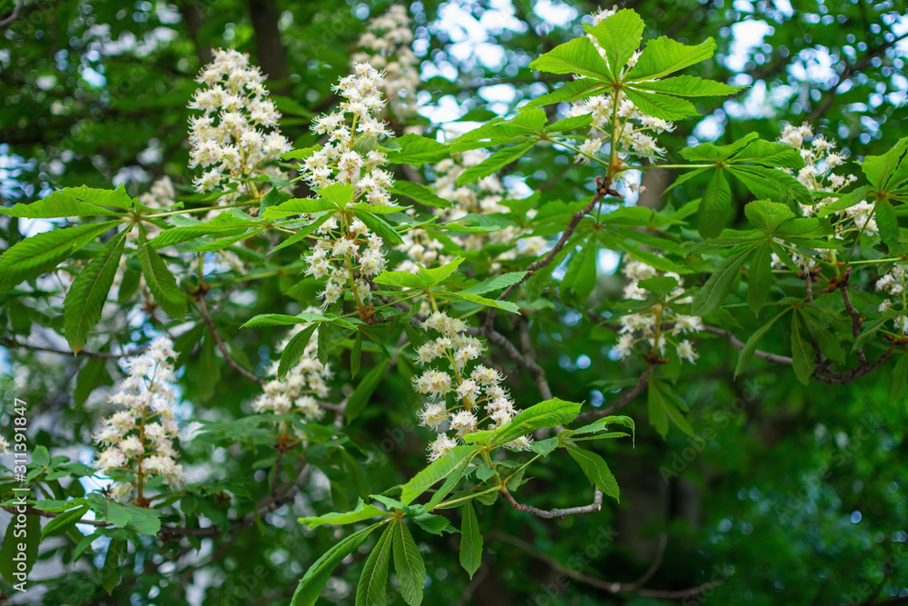 Obraz premium Flowering chestnut tree in spring