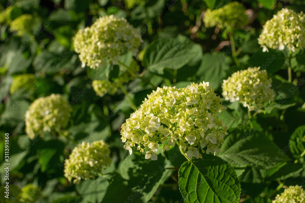 Hortensia (hydrangea) flowers lit by sunlight in the garden Hortensia (hydrangea) flowers lit by sunlight in the garden