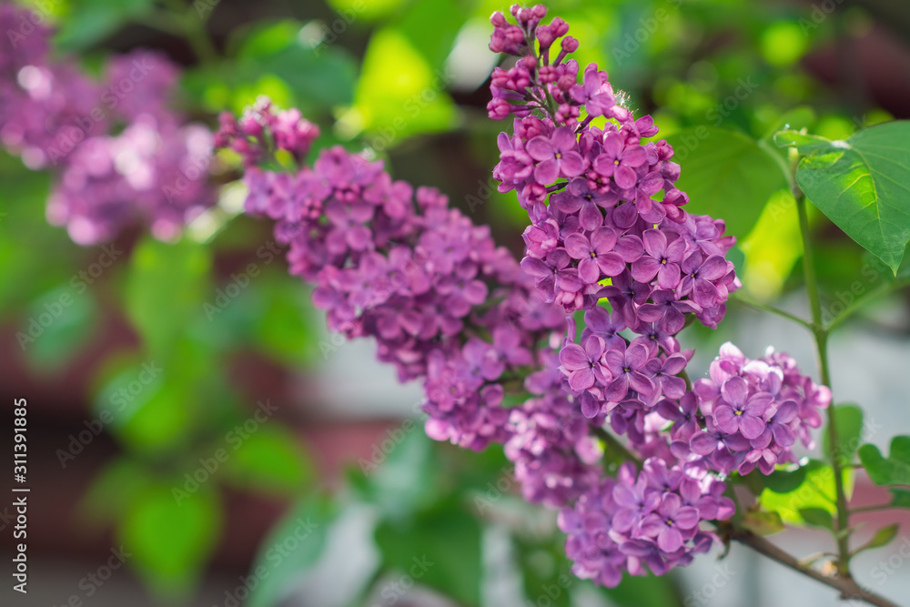 Magenta lilac flowers on blurred background in spring Magenta lilac flowers on blurred background in spring