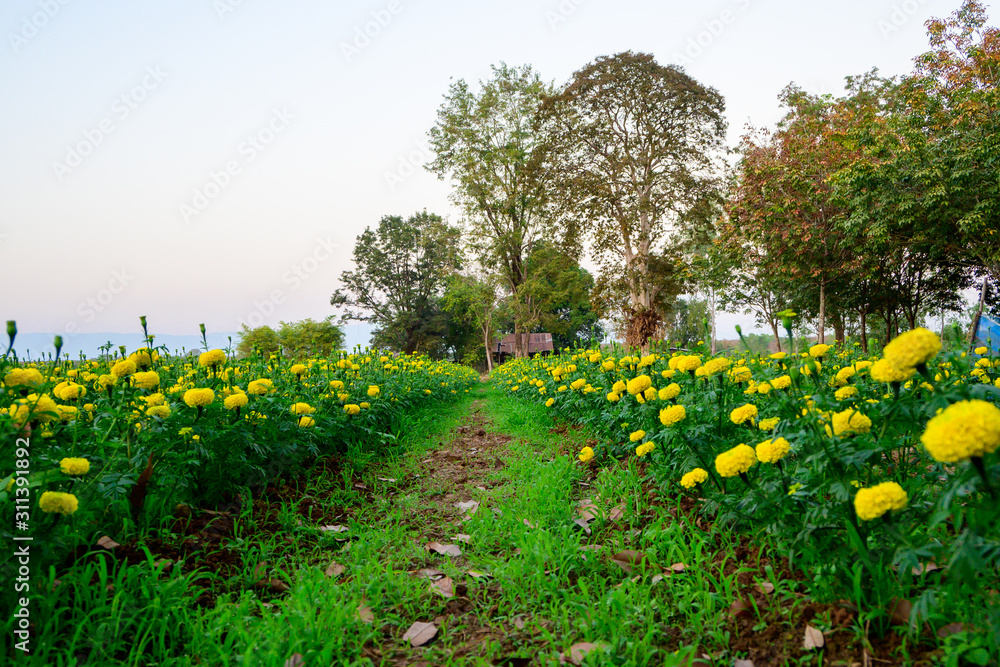 Obraz premium Scenic View Of Marigold Flower Against Sky At Sunset.