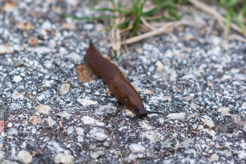 Close-up of black arion slug sitting on asphalt road