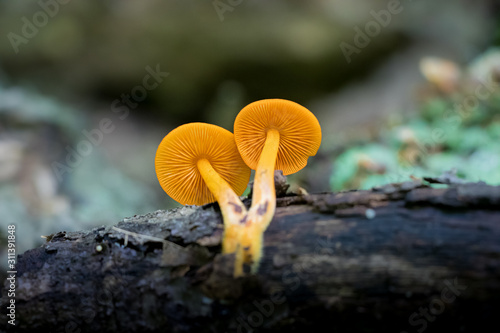 Cluster of orange mycena mushrooms (Mycena leaiana)on a log 