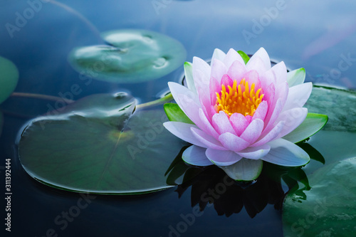 Photography Beautiful pink waterlily or lotus flower in pond.