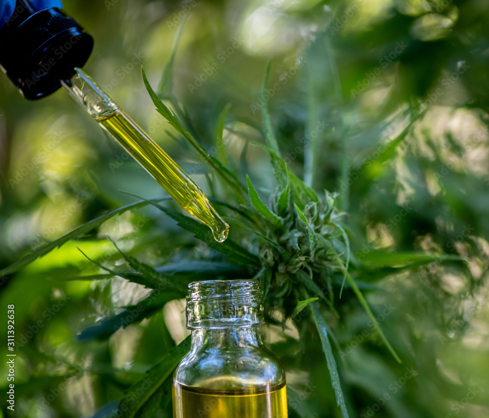 Doctors hold a bottle of medicine dropper, biomedical and ecological hemp medicine, medicinal plants, cbd oil, hemp oil, medical hemp products for medical use, including cbd hemp Doctors hold a bottle of medicine dropper, biomedical and ecological hemp medicine, medicinal plants, cbd oil, hemp oil, medical hemp products for medical use, including cbd hemp