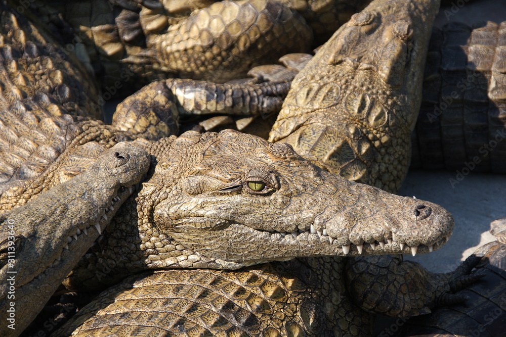 Obraz premium crocodile