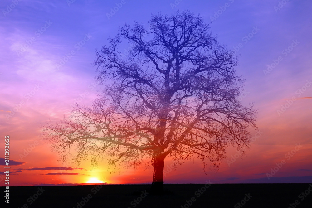 Silhouette of lonely tree without leaves on sunset background