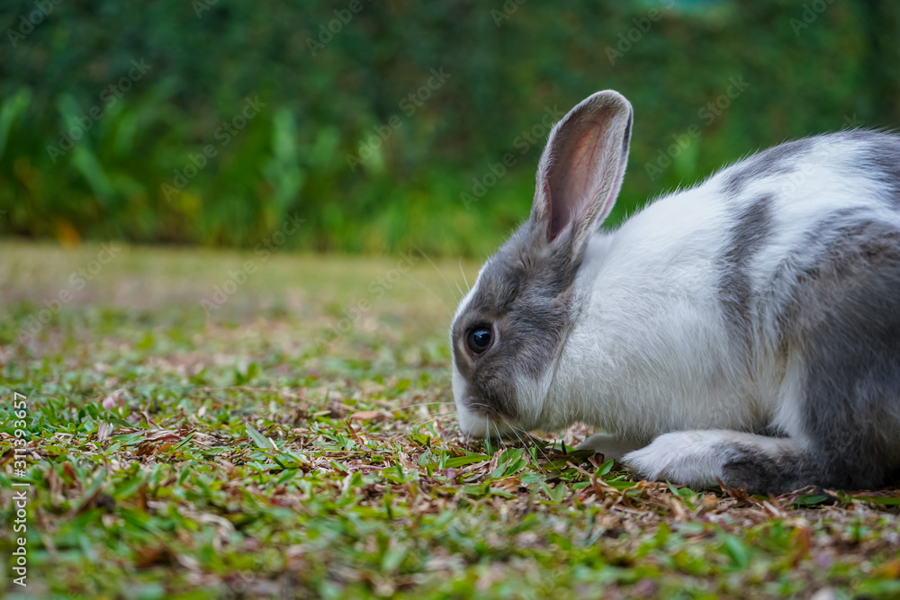 Super cute white and grey rabbit Super cute white and grey rabbit