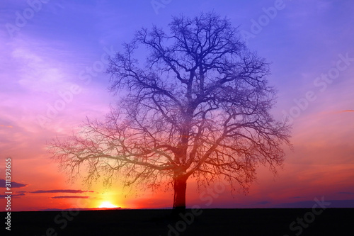Silhouette of lonely tree without leaves on sunset background