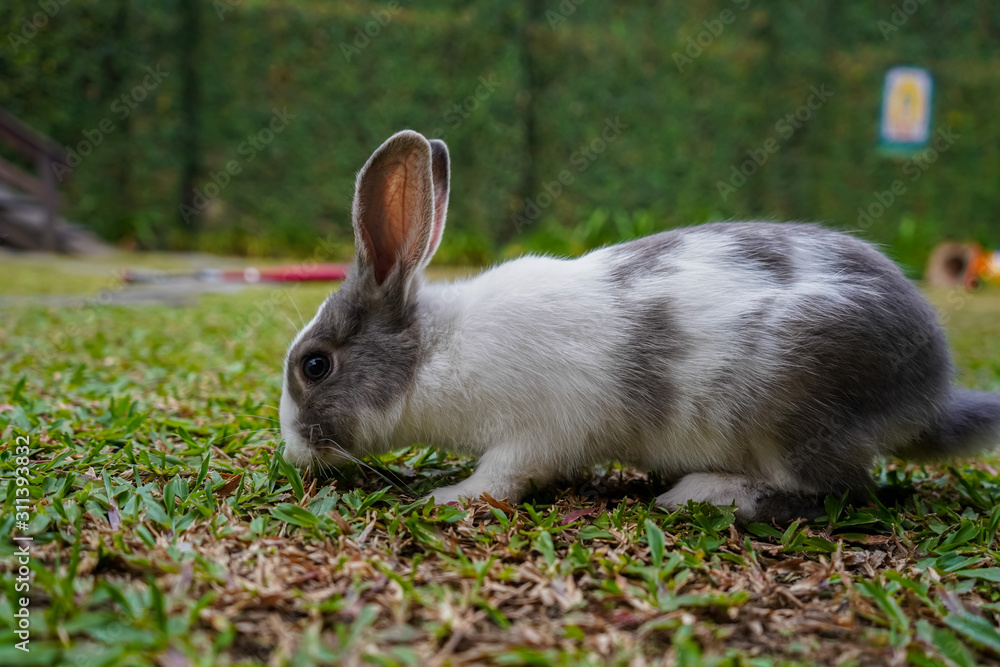 Super cute white and grey rabbit Super cute white and grey rabbit