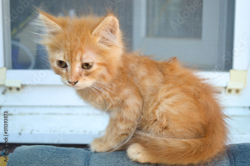 A small red kitten with blue eyes sits near the window.