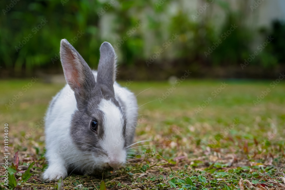Fototapeta premium Super cute white and grey rabbit