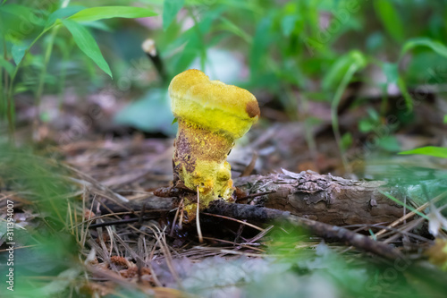 Yellow dyer's polypore mushroom (Phaeolus schweinitzii) growing in the forest photo