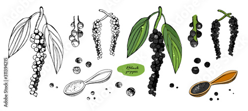 Black pepper vector illustration.Vintage ink hand drawn pepper, isolated on white background.Sprig of pepper with leaves, ground pepper.Botanical illustration.Outline and colored version