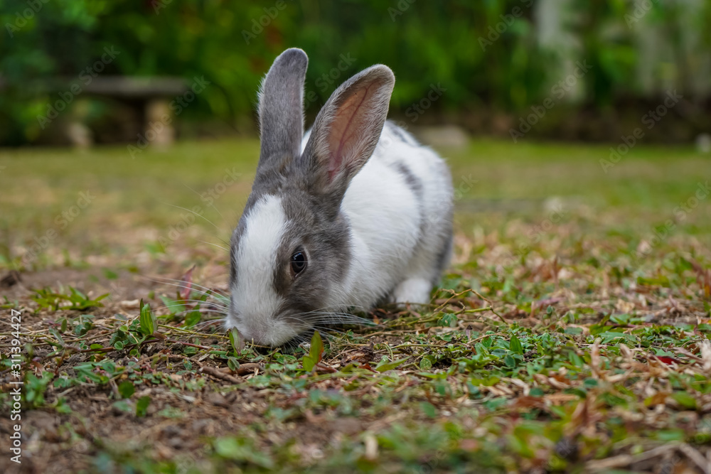 Fototapeta premium Super cute white and grey rabbit 