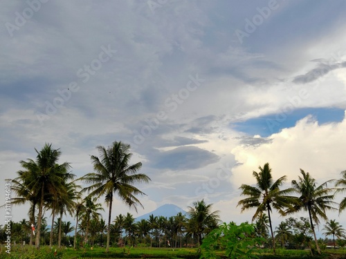 natural scenery of rice field bunds comfortable cool and beautiful besides that there are coconut trees  rice fields  blue sky  mountains  trees  grass fields that are very broad paddy fields etc.