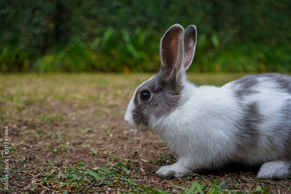 Super cute white and grey rabbit Super cute white and grey rabbit