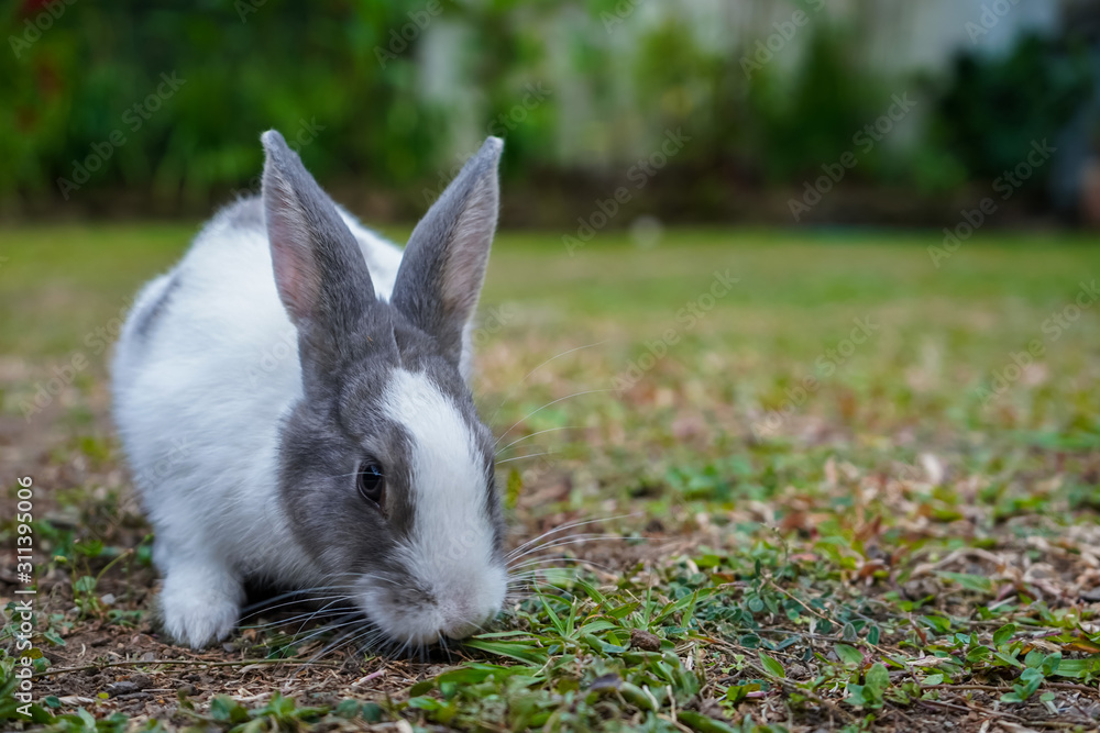 Fototapeta premium Super cute white and grey rabbit 