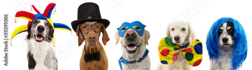Canvas Print Banner five dogs celebrating carnival, halloween, new year wearing clown hat, bowtie, blue wig, mask and cape costume