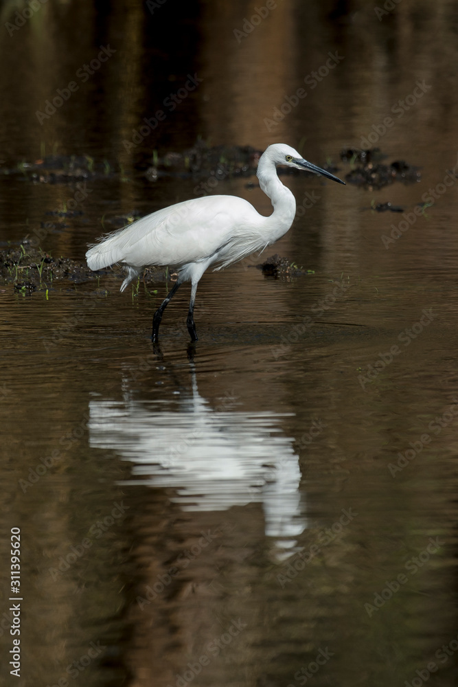 Naklejka premium Aigrette garzette, .Egretta garzetta, Little Egret,