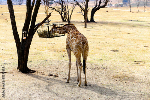 Giraffe © Africa Travels