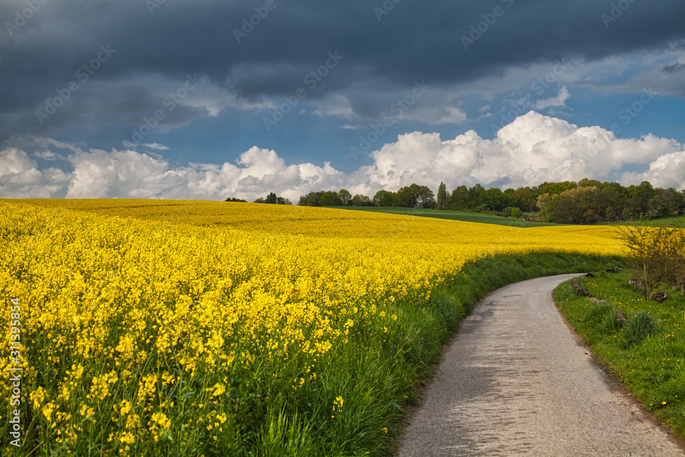 road in the rapeseed field