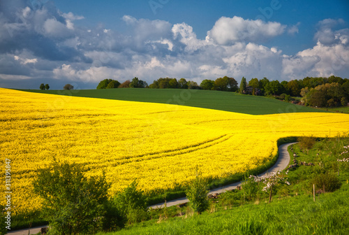 rapeseed with trail