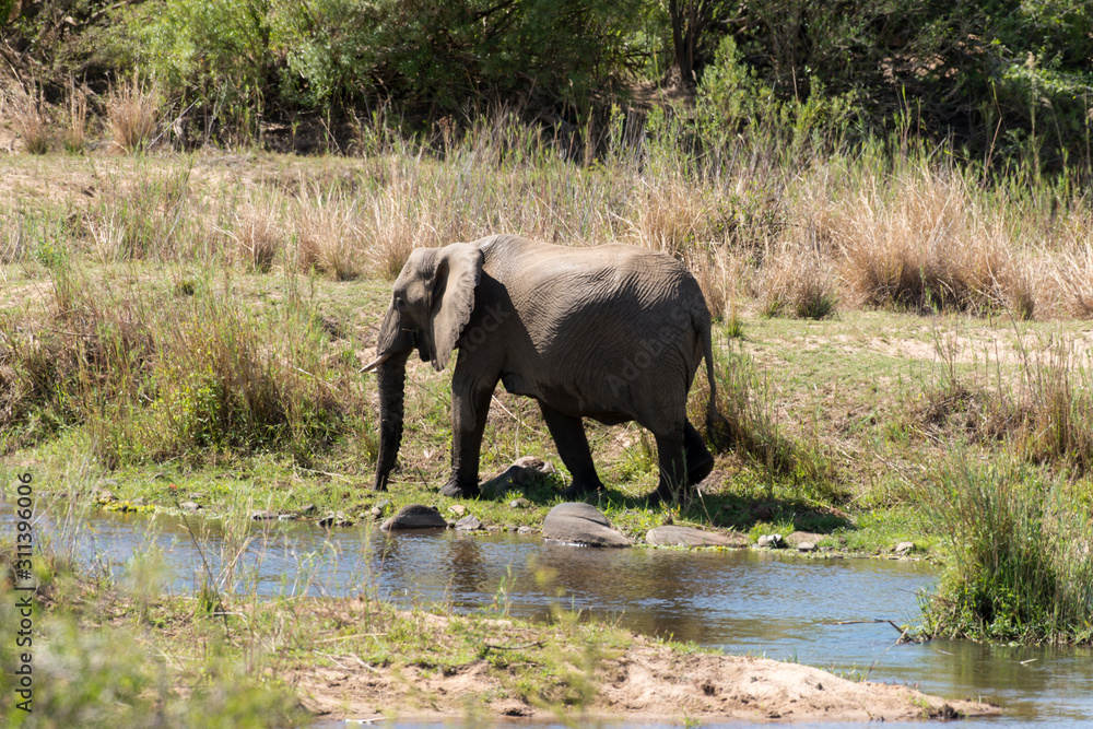 Fototapeta premium Eléphant d'Afrique, loxodonta africana, African elephant, Parc national Kruger, Afrique du Sud