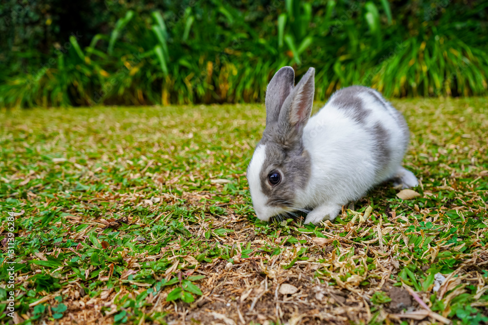Super cute white and grey rabbit Super cute white and grey rabbit